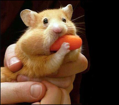 hamster - sweet hamster
