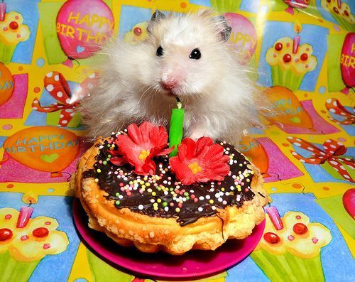 hamster - happy birthday