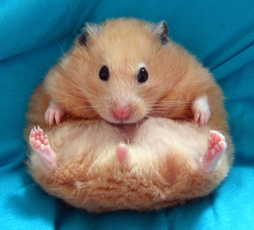 hamster - fat hamster