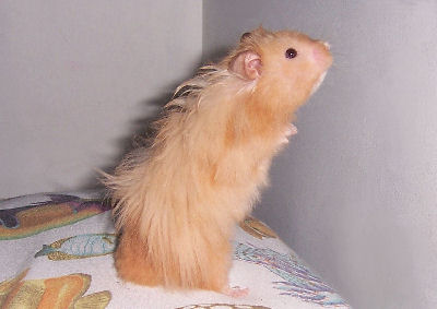 hamster - cool hamster