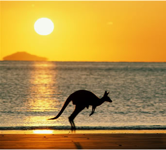 Australia - The kangaroo jumping and his black shadow in the beach.