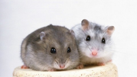 little mouse - brother and sister