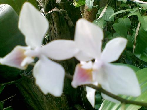 orchid - :)