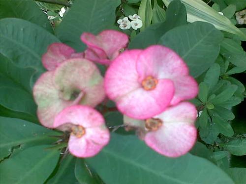 cute flower - another one :) just captured it from my phone. 'cause i don't owned a digicam :(