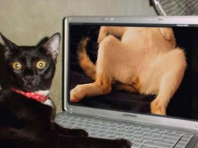 bad cat - bad kitty looking at a pussycat