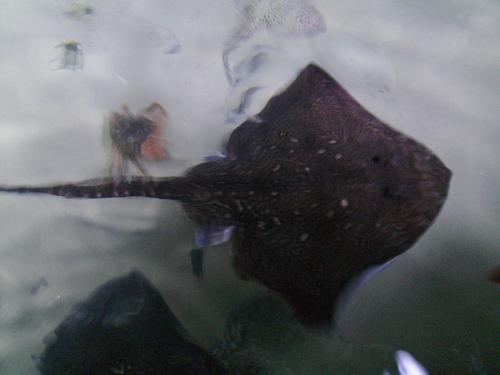 Stingray - I can say that this is the best picture i managed to get and i think it's o.k. if you consider the water -air environment difference.