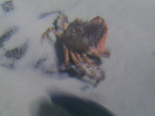 Blurry crab - Well i know the reason for the blurry pictures is the water-air difference in density but i tried my best and you can see the little crab here as a result:P