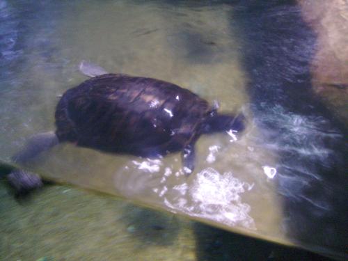 Up Close-up with a turtle - Well in the end, one of the little turtles at the London Aquarium decided to get closer to me so i managed to take a better picture now.