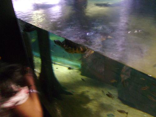 Air-water turtle picture - Well this is again unclear, but you can see the turtle half in the water and half in the air here.