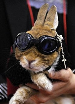 Rabbit - This is a pic of a cool rabbit I saw an article written on people and their pets.