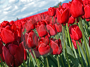 tulip - Beautiful red tulip, blue sky in the background!