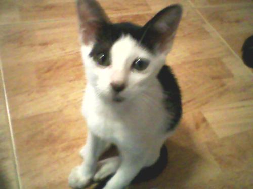 My pet - My pet, MANJA.