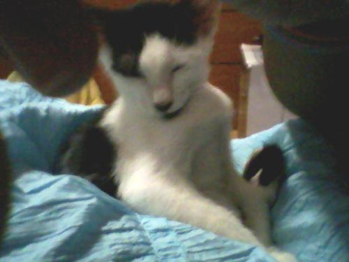 cute kitten - kitten