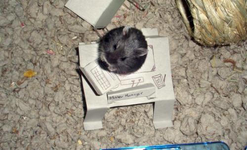 Mr. Manager Hamster - Mr. Manager Hamster is hard at work at his office desk! Don't disturb! LOL!
