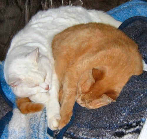 Mitzi&Elmo - My Cats