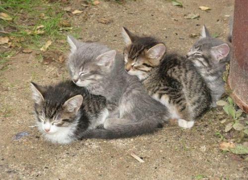 cute kittens sleeping in a row - it's really adorable how kittens, and cats in general like to do this, cuddling up to each other.