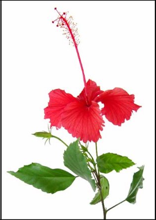 China Rose - A gumamela flower, china rose or hibiscus.