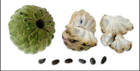 Sugar apple - Sugar apple or atis