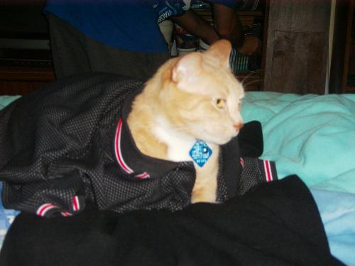 Pizza cat - Here is a picture I took of precious after he got into my work shirt. I guess he saw how stressed I was and didn't want me going to work. I'll never understand how he thinks, but he is one cute kitty.