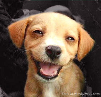 happy dog - very nice dog