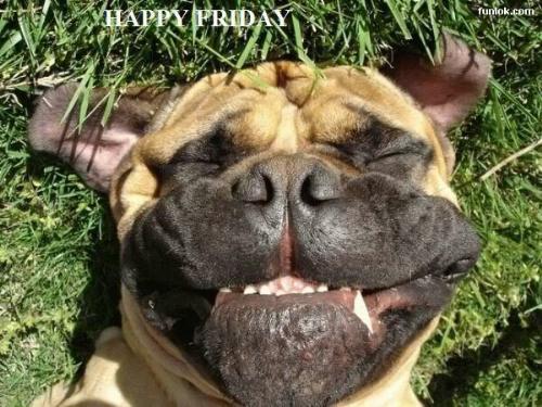 dog - freaky