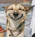 happy dog - dog with big smile