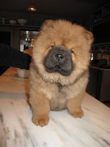fluffy dog - sweet fluffy dog
