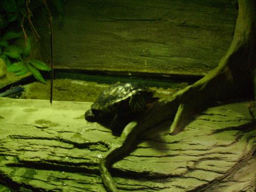 Water Turtle on Land - You can see the water drifting on the log there.