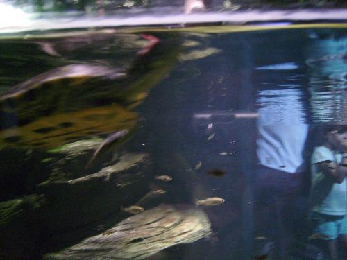 Close unclear turtle - and some other fish that can be seen quite clearly - i guess the focus was on the fish instead of on the turtle.