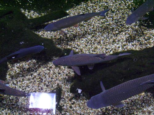 Violet fish - Well they do come in all shapes and colors, don't they ? :