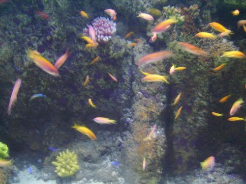 Yellow and Orange - Speaking of all colors and shapes, here are yellow and orange and i think a bit of red looking fish.