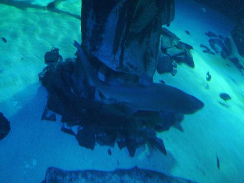 Speaking of Sharks... - Here is one, a whole one, not just a piece missing a tail or a head :P Enjoy.