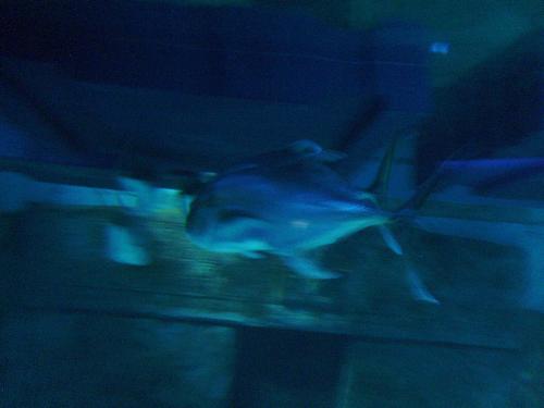 Strange looking Shark - Well at least i thought it's a shark, because it's in the same tank with the sharks.