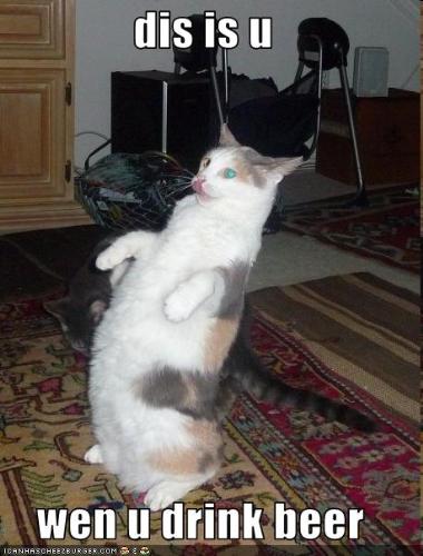 dunk - cat imitation