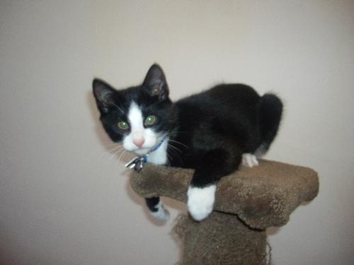 Hewy - Hewy the cat Hewy - Hewy the cat