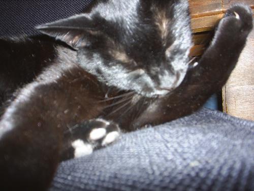 cats - Joey chewing his arm!