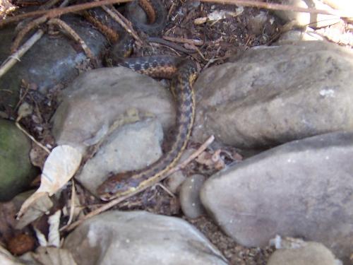 life - A snake from my backyard.