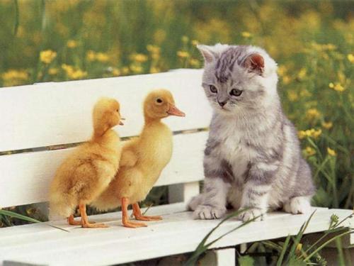 Cats and Chicks - This is a picture of a cat who is scheming on how he can grab the two chicks as quick as possible