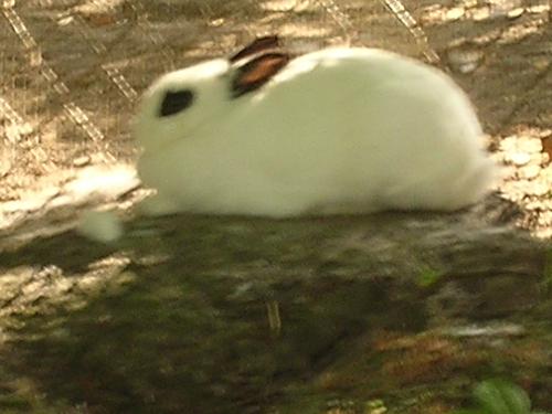 Rabbit! - I love rabbits, not to eat them, but to keep them as pets and take care of them. I own several of them, of all colors, I even own albino and dwarf rabbits too! I love them so much.