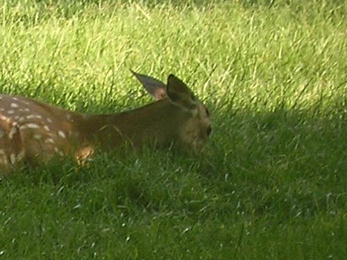 A deer! - This is a photo of a deer in the wild. It has a its baby next to it which is on the ground, so you might not be able to see it. Enjoy!