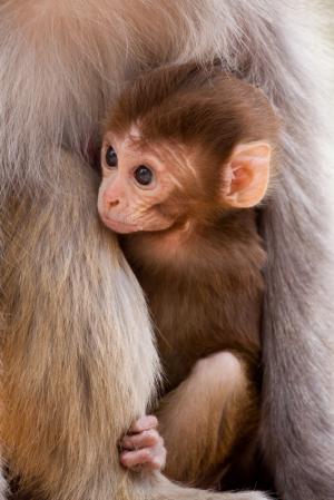 relationships - We should learn from animals about true love
