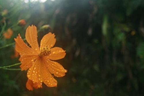 nice flower - nice pic taken during mountain climbing activity of friend