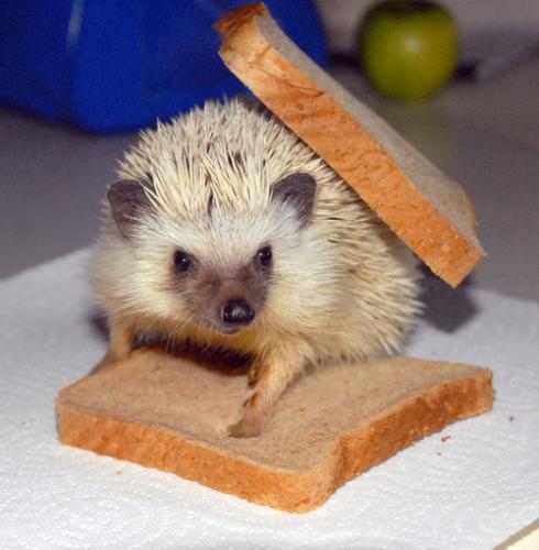 hedgehog sammich! - haha so cute! the toast is stuck on its quills!