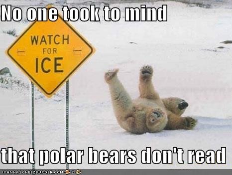 whoa! - Polar bear slips on ice.