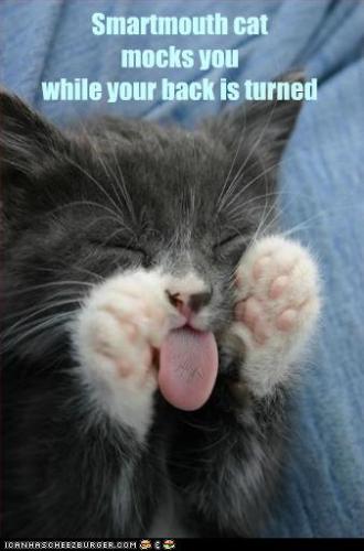 Kitty is taunting you. - Funny cat sticks its tongue out at you!