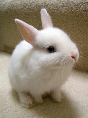 SO adorable!! - Isn't this bunny just the cutest??