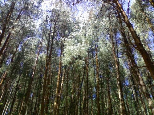 Forest - Jungle hin Jungle ....in Ooty ...