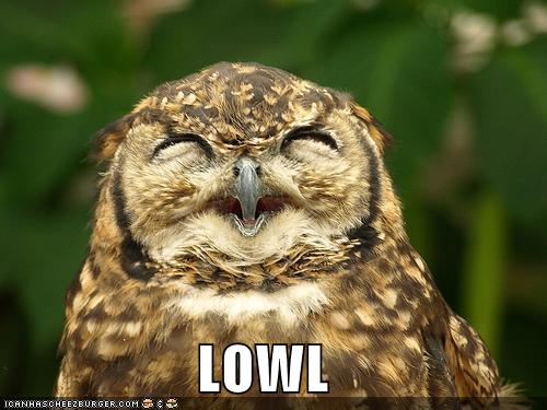 lowl - This owl laughs out loud.