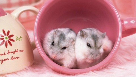 little mouse - brother & sister
