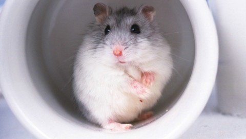 little mouse - another one